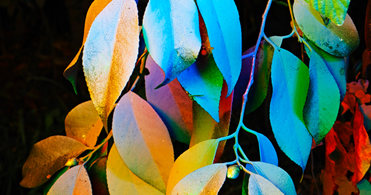 畑直幸 ショートリスト入賞 